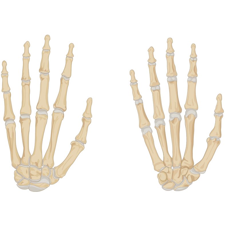 detailed nail anatomy showing nail structure components